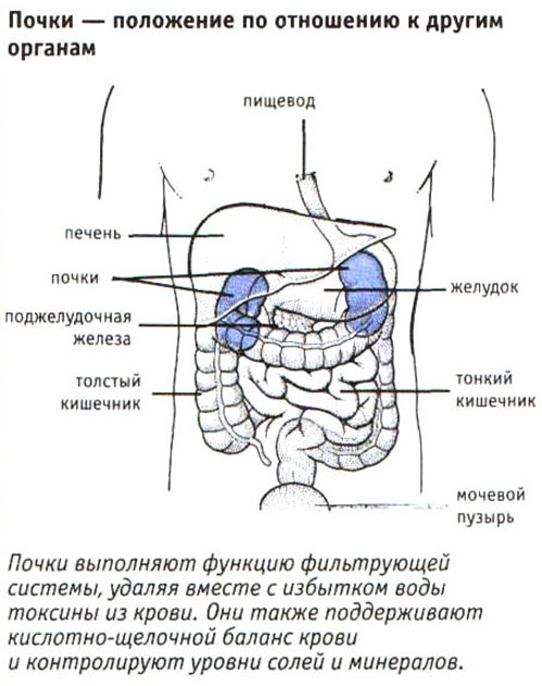 Внутренние органы человека схема расположения почки